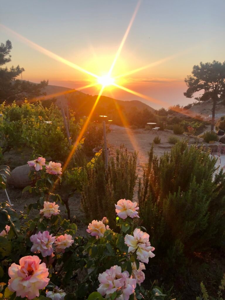 ikaria wine sunset