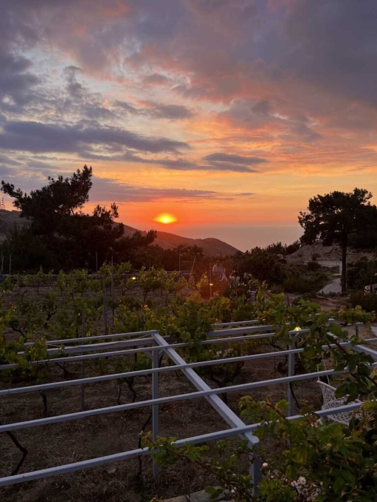 sunset & vines